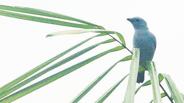 The 1,000,000th photo in the Macaulay Library—Blue-gray Tanager by Caleb Scholtens