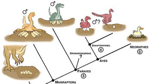 Evolution of dinosaurs and eggs Illustration by D. Anduza