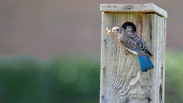 Eastern Bluebirds by Glenda Simmons