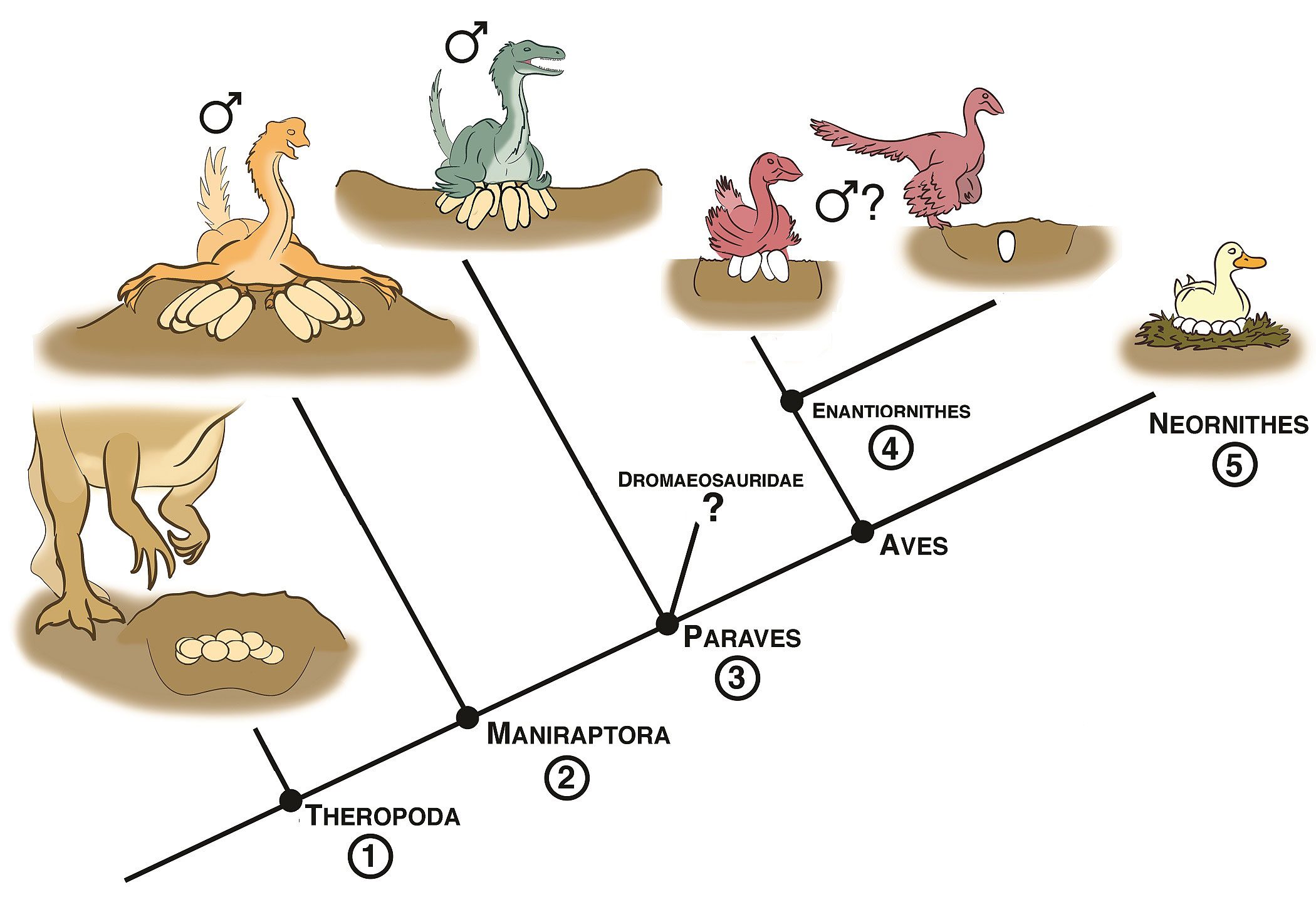 Evolution of dinosaurs and eggs Illustration by D. Anduza