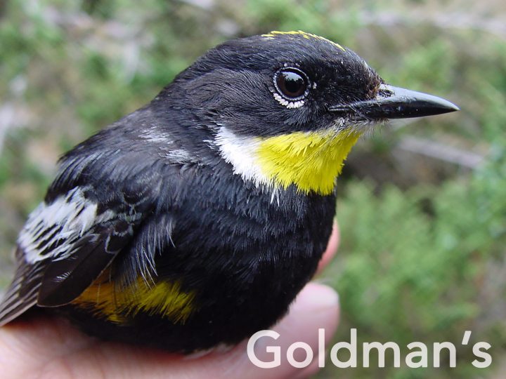 Goldman's Warbler by Borja Mila