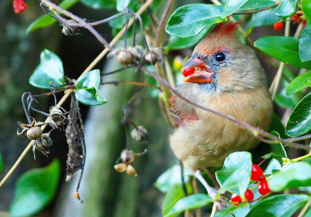 young cardinal honeysuckle berry