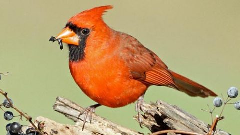 Northern Cardinal by Rockytopk9 via Birdshare