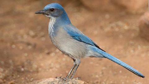 Woodhouse’s Scrub-Jay is slimmer, narrower-billed, duskier below, and has a less distinct bluish breast spur than California Scrub-Jay. Photo by Chris Wood/Macaulay Library.
