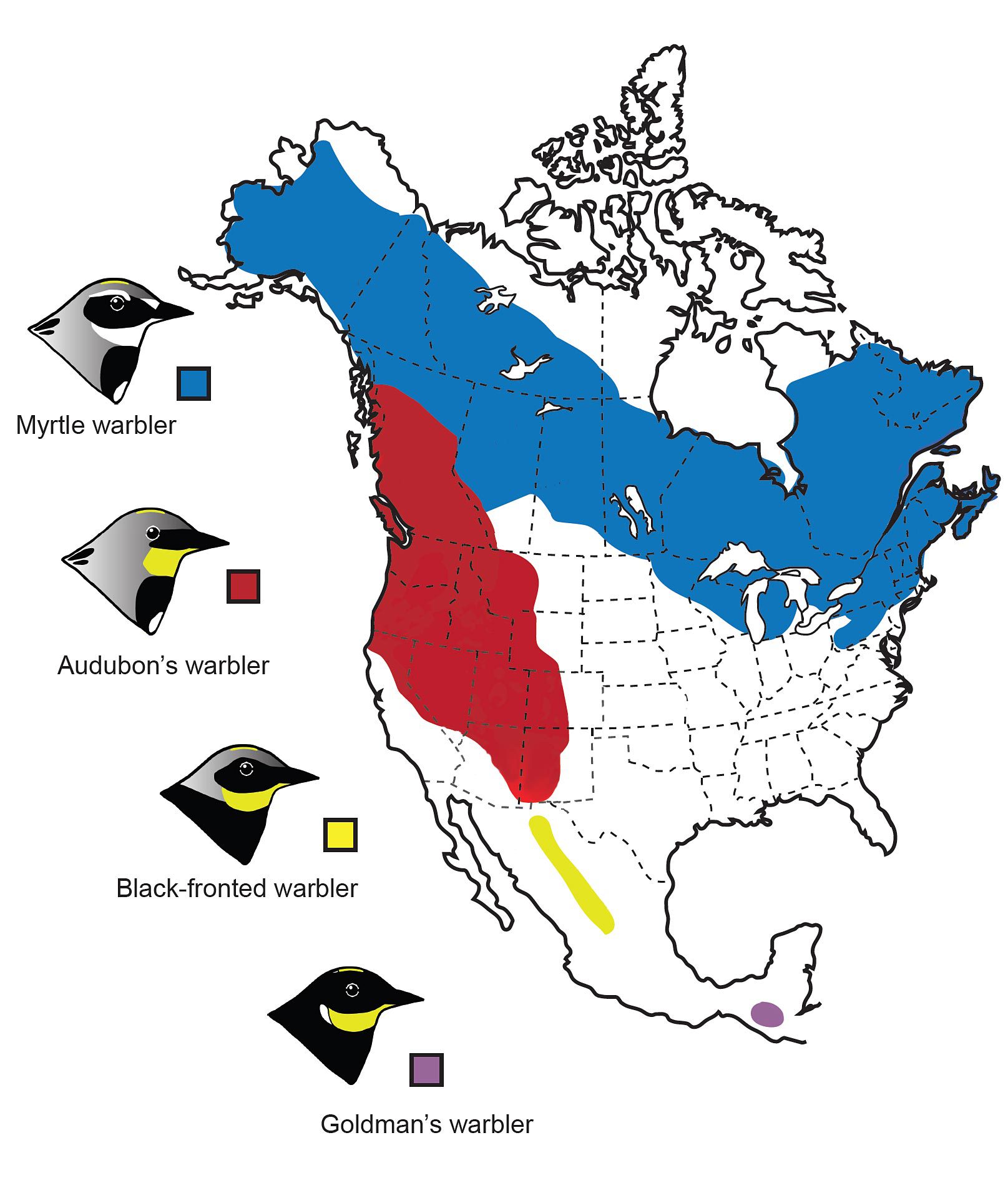 Yellow-rumped Warbler map