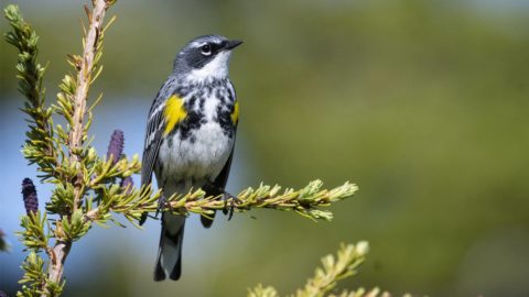 a small songbird with gray, white, and yellow plumage perches on a spruce twig