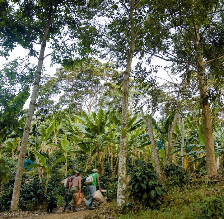 Cornell Lab of Ornithology Conservation Science Director Amanda Rodewald conducted bird surveys on this shade-coffee farm in Antioquia, Colombia, which had three levels of forest-like vegetation— coffee bushes in the understory, plantain trees at a middle level, and an upper level of canopy trees. Photo by Guillermo Santos