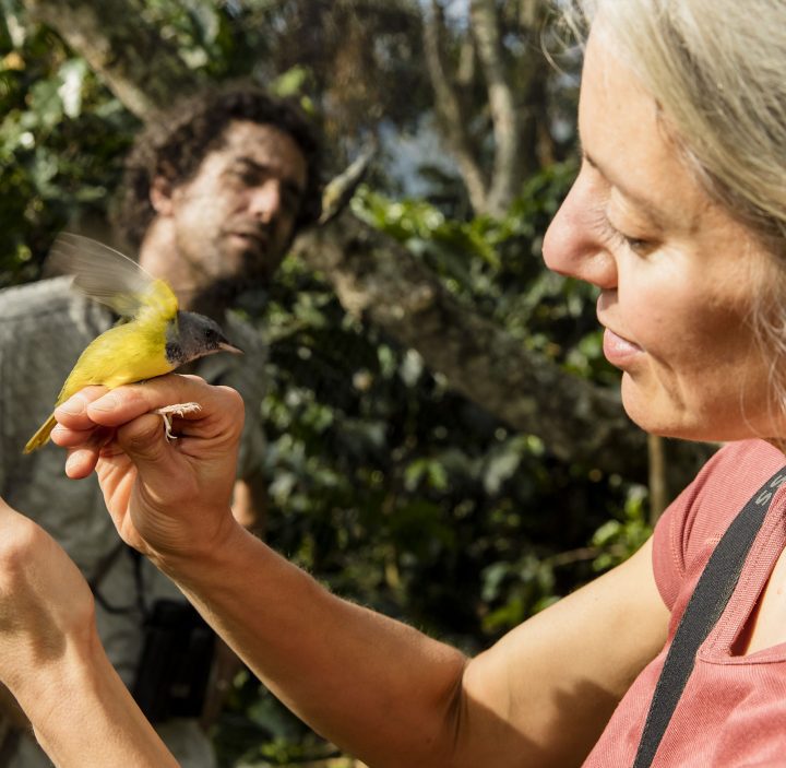 Rodewald carefully removes a Mourning Warbler from a net. Photo by Guillermo Santos.