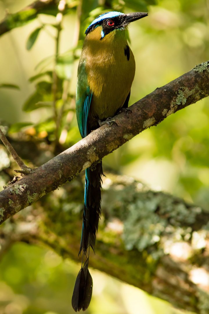 An Andean Motmot, an endemic bird species of humid mountain forests in the Andes. Photo by Guillermo Santos.