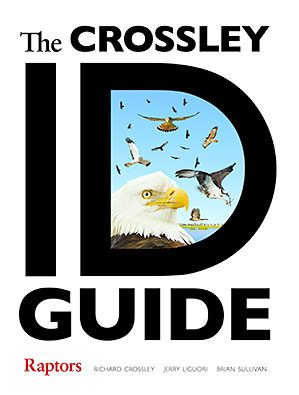 Crossley ID Guide: Raptors