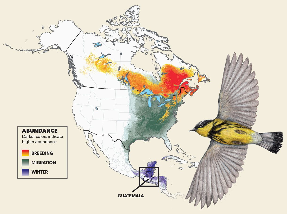 About 40 million Magnolia Warblers breed across northern North America, but in winter they pack into an area just one-quarter the size of their breeding range, according to a recent analysis by the Cornell Lab of Ornithology. Graphic from The State of North America’s Birds 2016 report; illustration by Misaki Ouchida and map by Andrew Couturier.