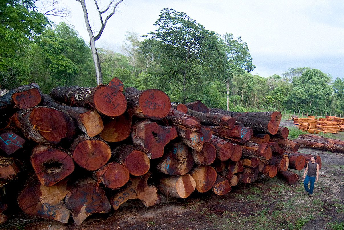 Mahogany logs in a Uaxactún lumber yard. The logging intensity here is among the lowest recorded in tropical forests. Photo by Ben Schilling/WCS Guatemala.