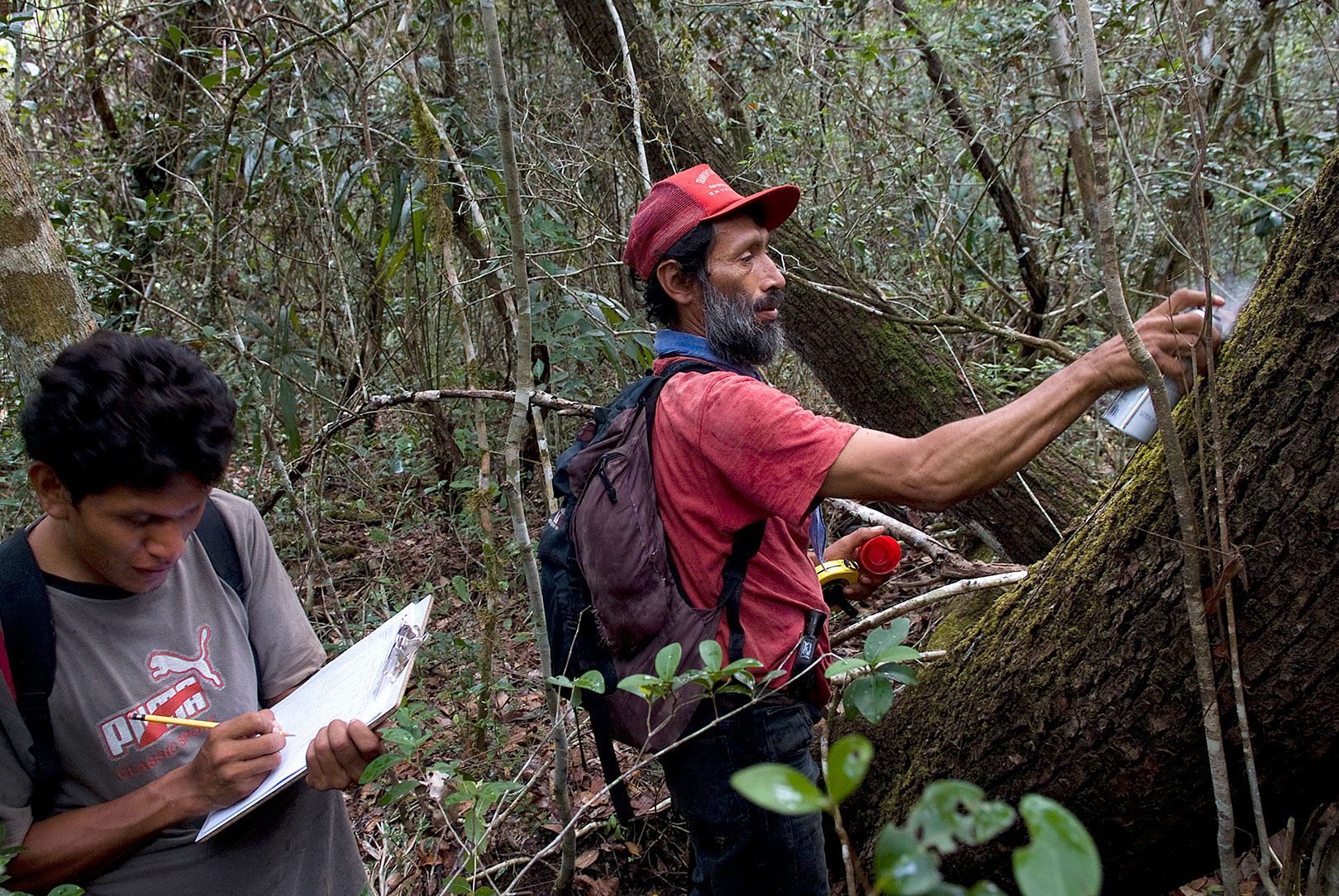 Mayan Biosphere Reserve monitors mark trees during a timber harvest survey. Photo by Ben Schilling/WCS Guatemala.
