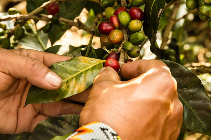 coffee beans on the plant. Photo by Guillermo Santos.