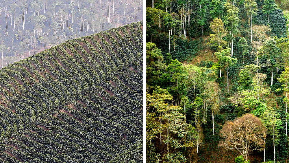 Sun-grown coffee farm on left (courtesy Cornell Lab Multimedia); Shade-grown coffee farm on right (photo by Guillermo Santos).