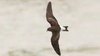 Wedge-rumped Storm-Petrel at Patagonia Lake State Park. Photo by Chris McCreedy/Macaulay Library.