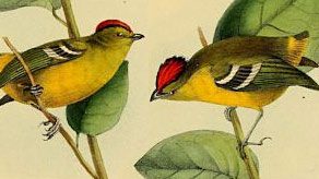 Kinglet Calyptura, as painted in the 1800s. Photo thanks to Biodiversity Heritage Library.