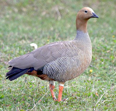 Hunting has been a main cause of the Ruddy-headed Goose