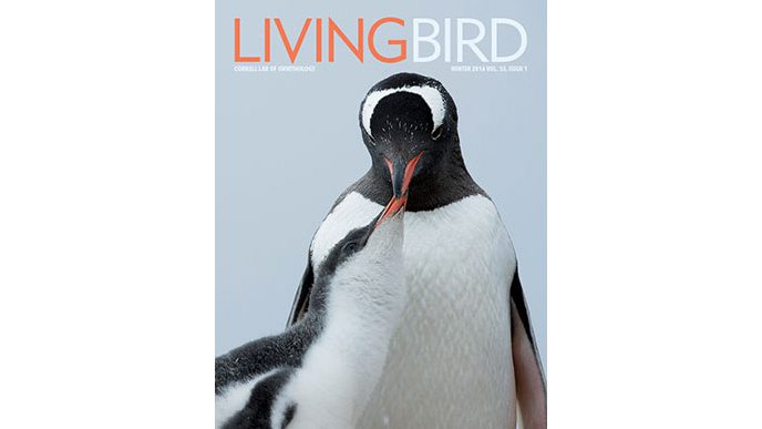 living bird cover penguins