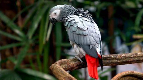 African Grey Parrot: Species in Decline