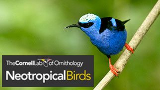 Cornell Lab Neotropical Birds
