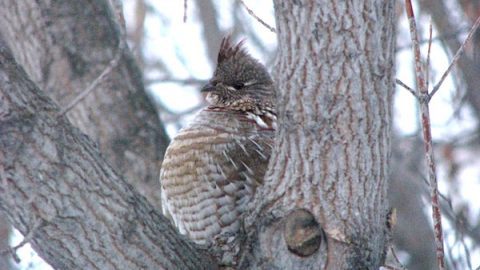 Ruffed Grouse out the window of the house! Photo by Sheila Hale/Macaulay Library.