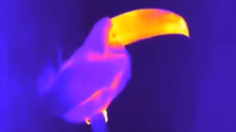 Toucans Use Enormous Bills To Cool Off, courtesy of Glenn Tattersall of Brock University in Canada