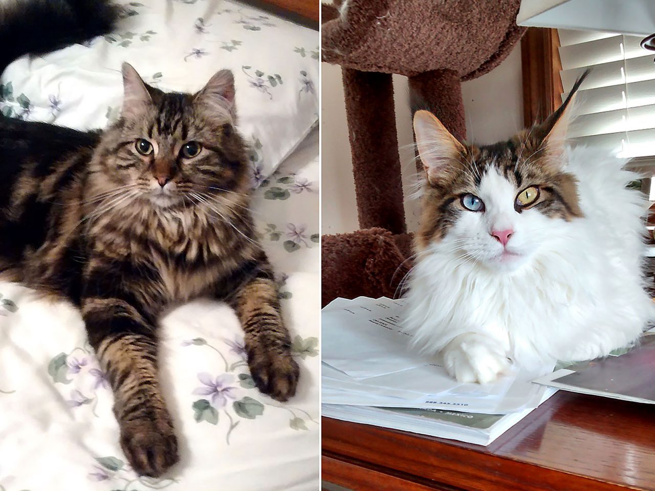 Are Maine Coon Cats Dangerous? Unveiling the Truth Behind their Fierce Reputation