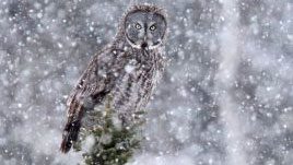 Great Gray Owl by Luke Seitz/Macaulay Library.