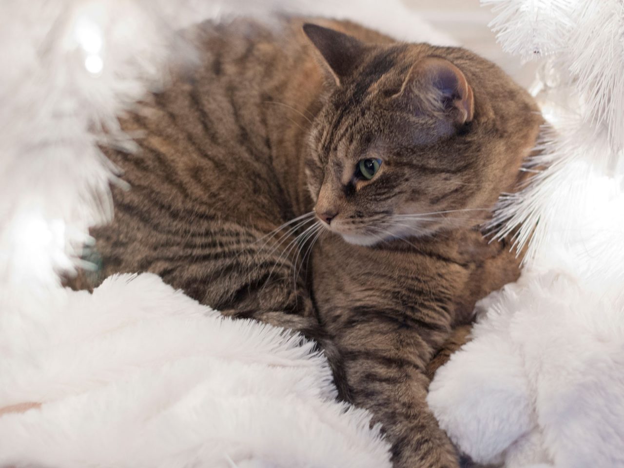 Woman Gets All 17 Cats and Dogs to Pose for Picture