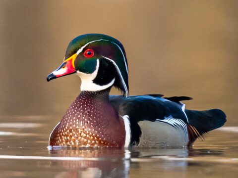 Multi-colored duck in the water.