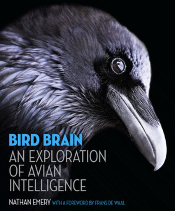 cover of bird brain by mason emery