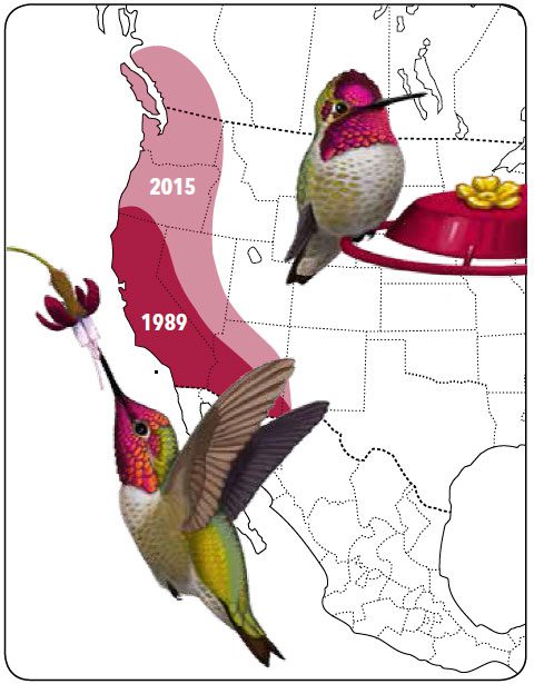 Project FeederWatch data demonstrate the dramatic winter range expansion of Anna’s Hummingbirds along the Pacific Coast over the past several decades. Illustration by Virginia Greene