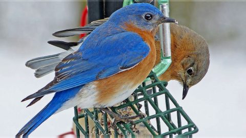 Eastern BLuebirds at a suet feeder. By Bob Vuxinic via Birdspotter PFW