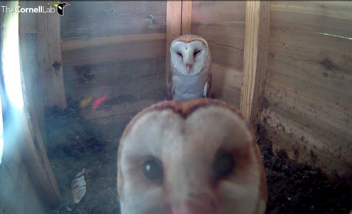 up close Barn Owls 2016