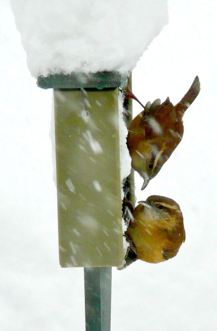 Carolina Wrens cling to a suet feeder during a Northeast blizzard. Photo by Wendy R Fredericks via Birdshare.