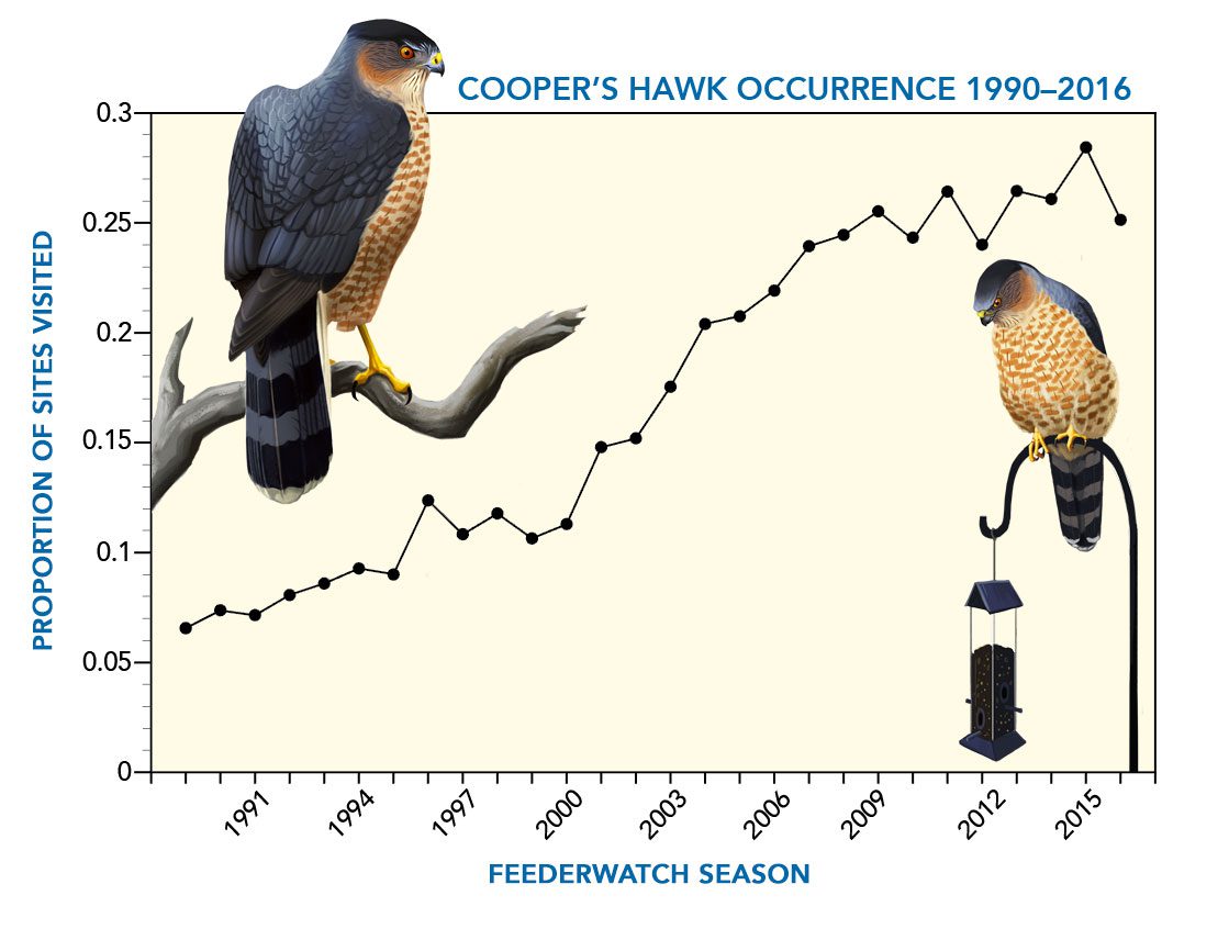 Project FeederWatch data show a steady increase in Cooper’s Hawk sightings at backyard bird feeders across the United States and Canada in recent decades. Illustration by Virginia Greene
