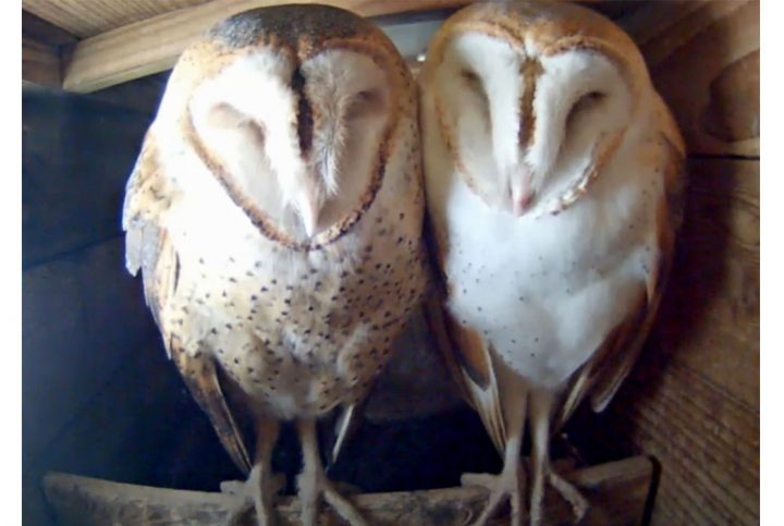 Dottie (female, left) and Caspar (male, right) roost together before laying eggs in 2014.