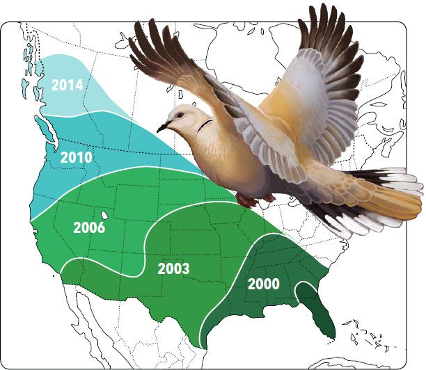 When Project FeederWatch started in 1987, Eurasian Collared-Doves were only reported in Florida. Over the past two decades they have expanded their range across the continent, consistently moving northwest all the way to British Columbia. Illustration by Virginia Greene