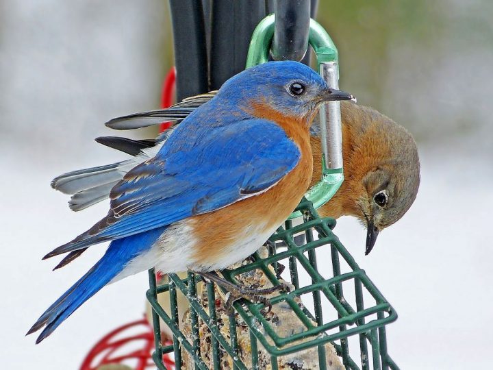 When snow covers the ground, the suet cakes are a welcome source of nutrition for the Bluebirds. By BOb Vuxinic via PFW Birdpostter