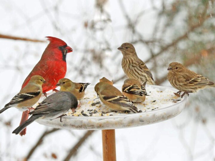 Several birds at a feeder in the snow. Northern Cardinal, American Goldfinches, Dark-eyed Junco, and House Finches at a feeder, by Stephen and Judy Shelasky.