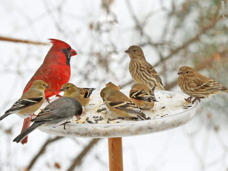 Cardinal Vs Robin: The Ultimate Battle of the Birds.
