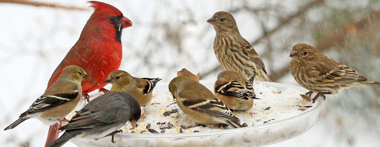 Birds at a feeder in Massachusetts by Stephen & Judy Shelasky