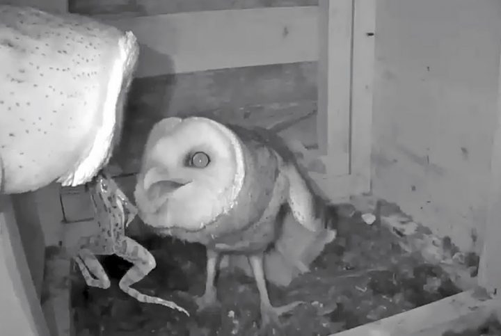 A frog is delivered for a Barn Owl youngster still in the next box.
