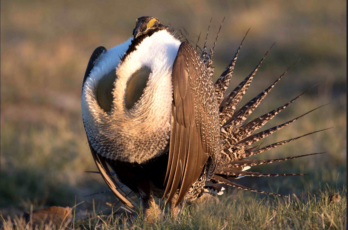 Greater Sage-grouse by Bryan Smith via Birdshare