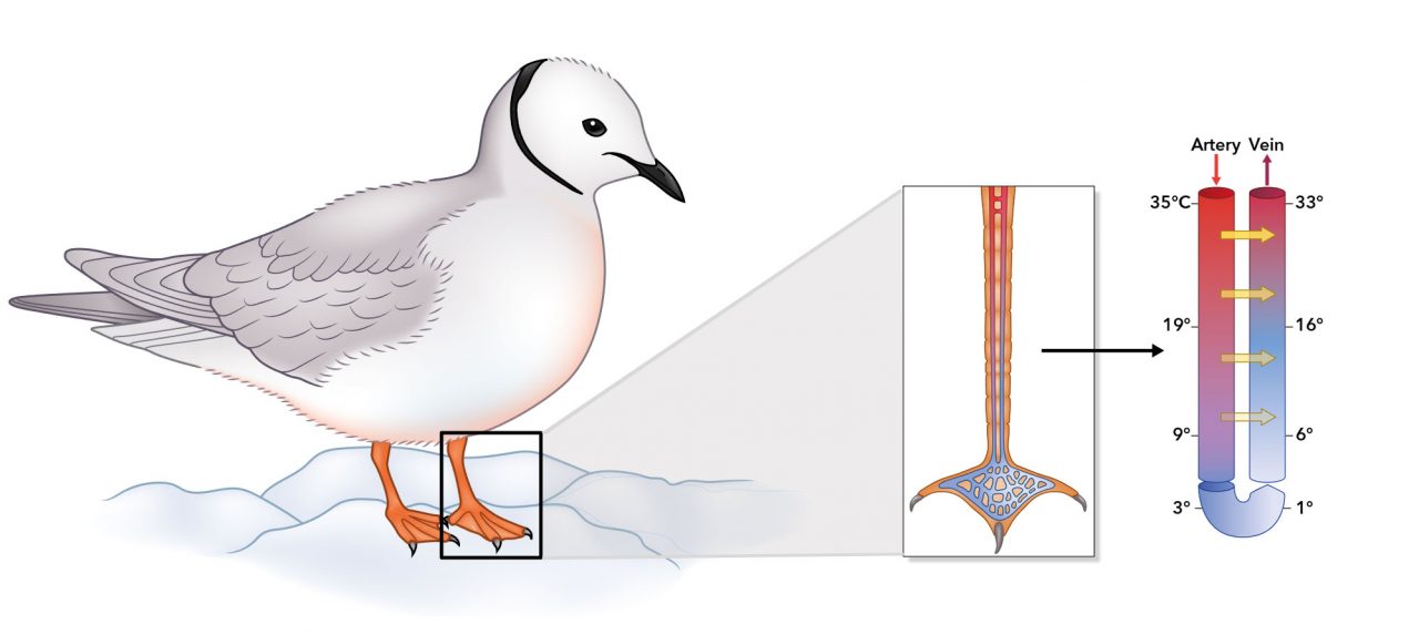 Countercurrent heat exchange: Intricate networks of blood vessels act as countercurrent heat exchangers to heat blood as it returns from the foot to the body. This steep temperature gradient (yellow arrows) reduces heat loss and saves a tremendous amount of energy. Graphics: © Cornell Lab of Ornithology. Adapted from Randall et al. 2002.