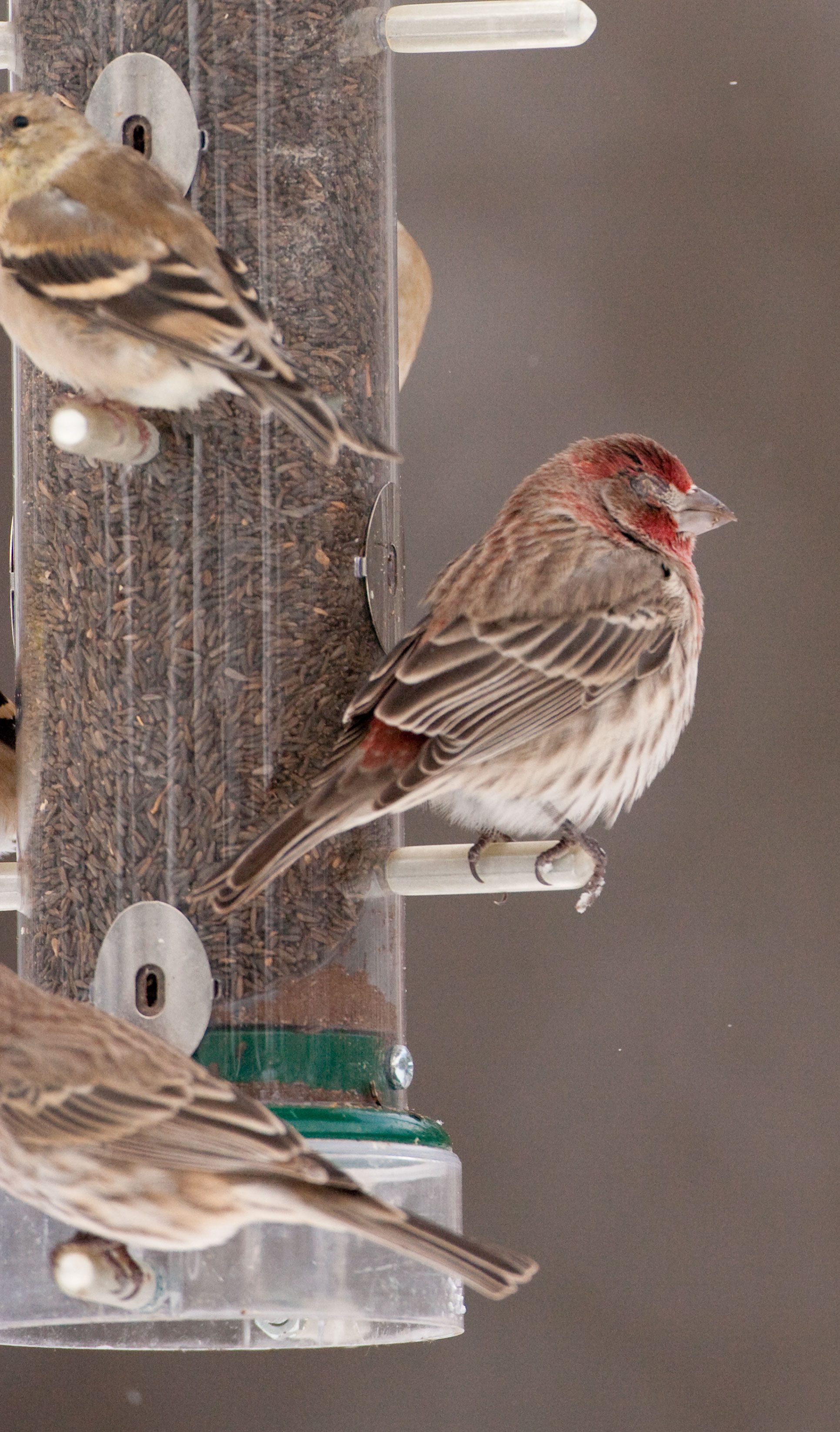 In the first stages of disease an infected bird, like this male House Finch, may just look like it's keeping its eye closed. Photo by Marie Read.