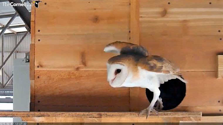 Barn Owl exiting the nest box