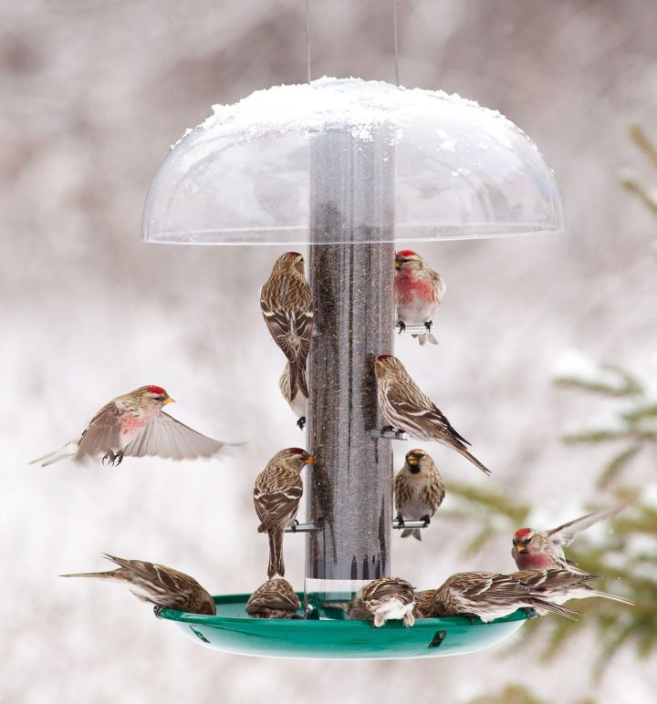 Common Redpolls by Marie Read