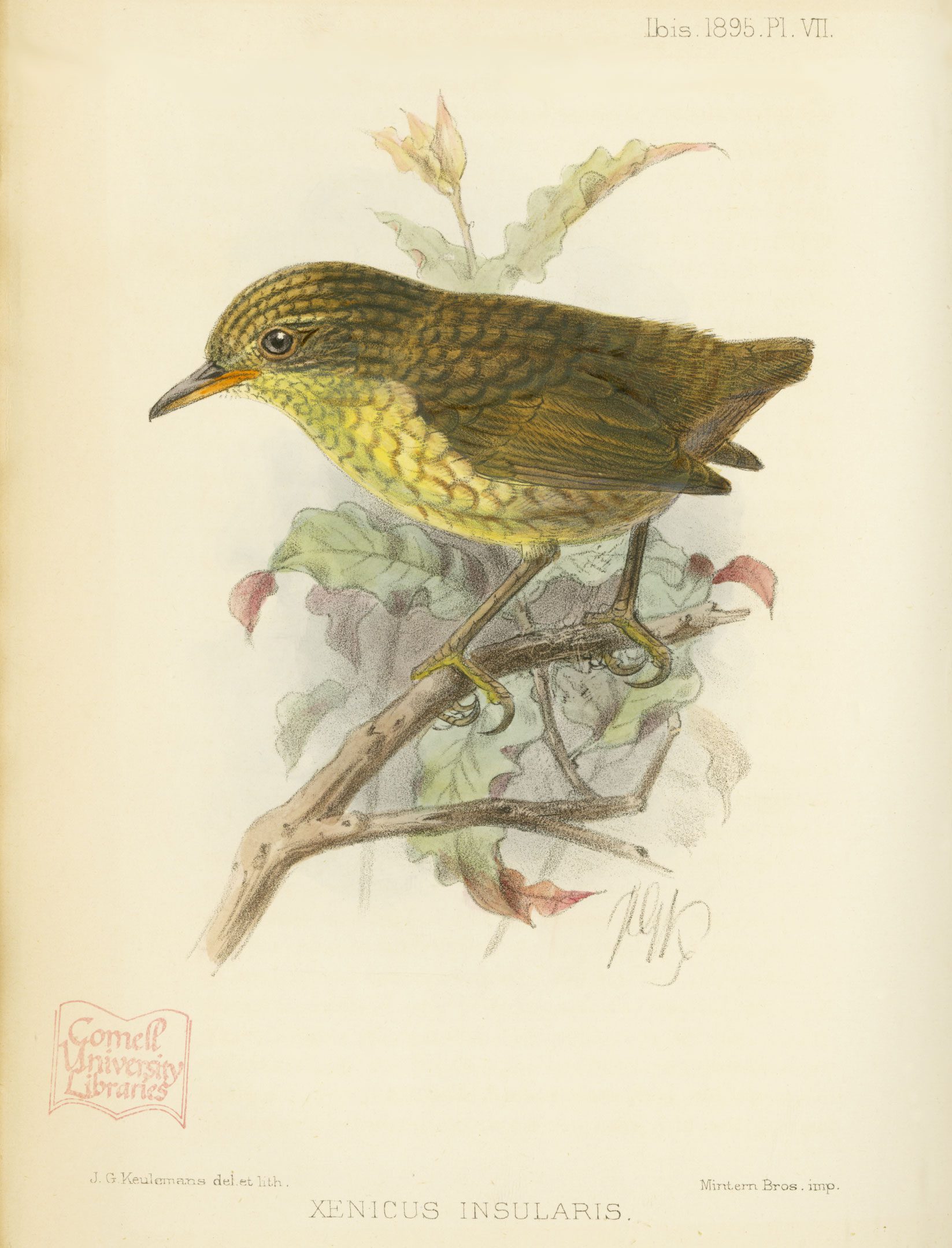The Ibis, a British ornithological journal, produced this lithograph of the Stephens Island Wren by Dutch artist John Gerrard Keulemans in 1895. Reprinted by permission of John Wiley & Sons, Inc.